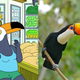 Tuca and a toco toucan.
